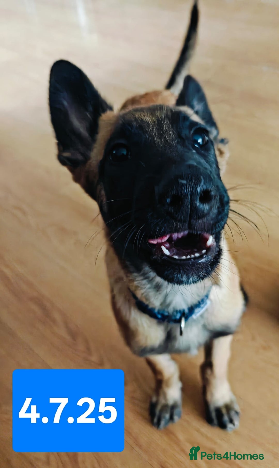 Belgian Shepherd Dog dogs for sale: KC Reg Belgian Shepherd Malinois pups for sale in Newport - Image 17