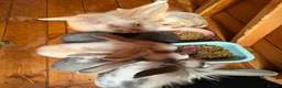 Mini Lop rabbits for sale: Minilop baby bunnies - Advert 4