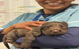 Cocker Spaniel dogs for sale: Final 2 pups in the Litter - Image 4