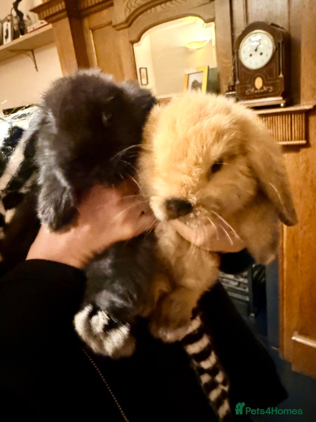 Mini Lop rabbits for sale: 2 amazing mini-lop baby brothers (10 weeks)  - Advert 3