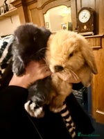 Mini Lop rabbits 2 amazing mini-lop baby brothers (10 weeks) - Advert 6