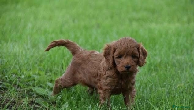 Cockapoo dogs DNA CLEAR Dark Fox red F1 toy / show cocker - Advert 1