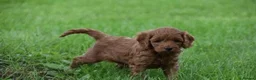 Cockapoo dogs for sale: Fox red Amazing obedience champion cockapoo pups  - Advert 5