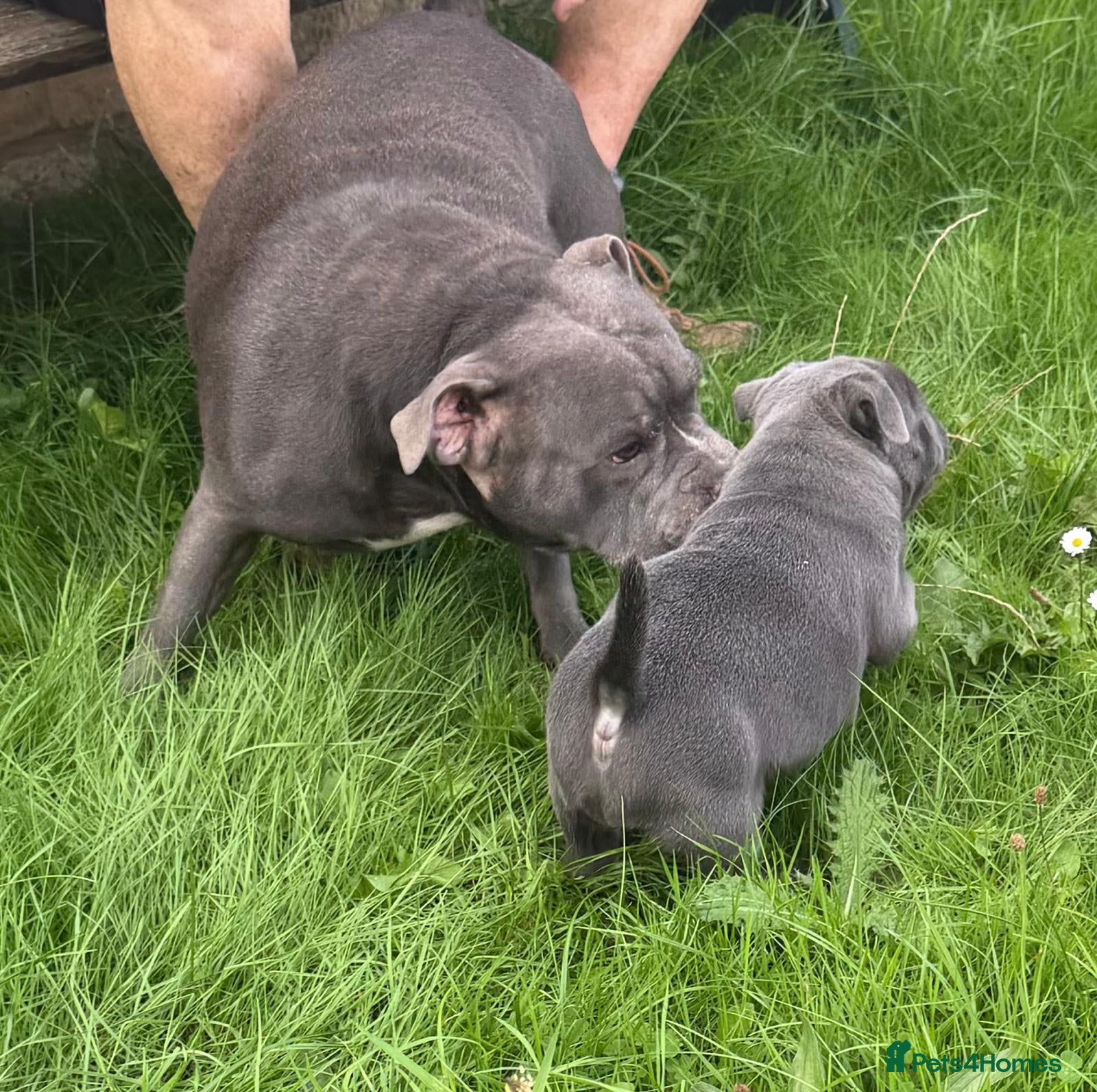 Staffordshire Bull Terrier dogs Blue Staffordshire Bull Terrier - Advert 1