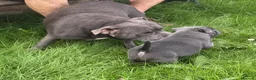 Staffordshire Bull Terrier dogs for sale: Blue Staffordshire Bull Terrier in Norwich - Advert 1