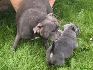 Staffordshire Bull Terrier dogs Blue Staffordshire Bull Terrier - Advert 1