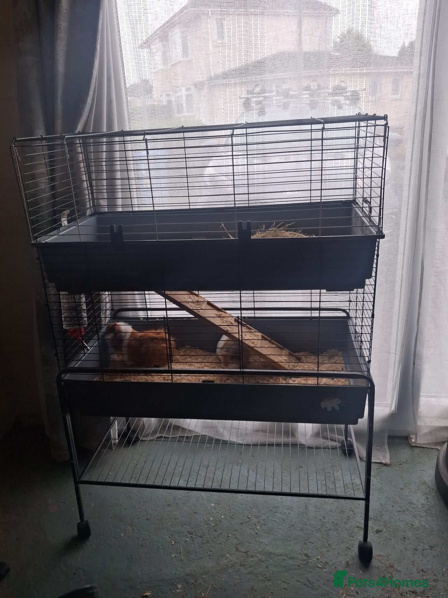 Guinea Pig rodents 2 female guinea pigs with 2 tier cage and stand  - Advert 1