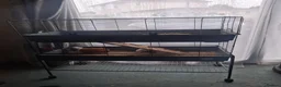 Guinea Pig rodents for sale: 2 female guinea pigs with 2 tier cage and stand  in Glasgow - Advert 1