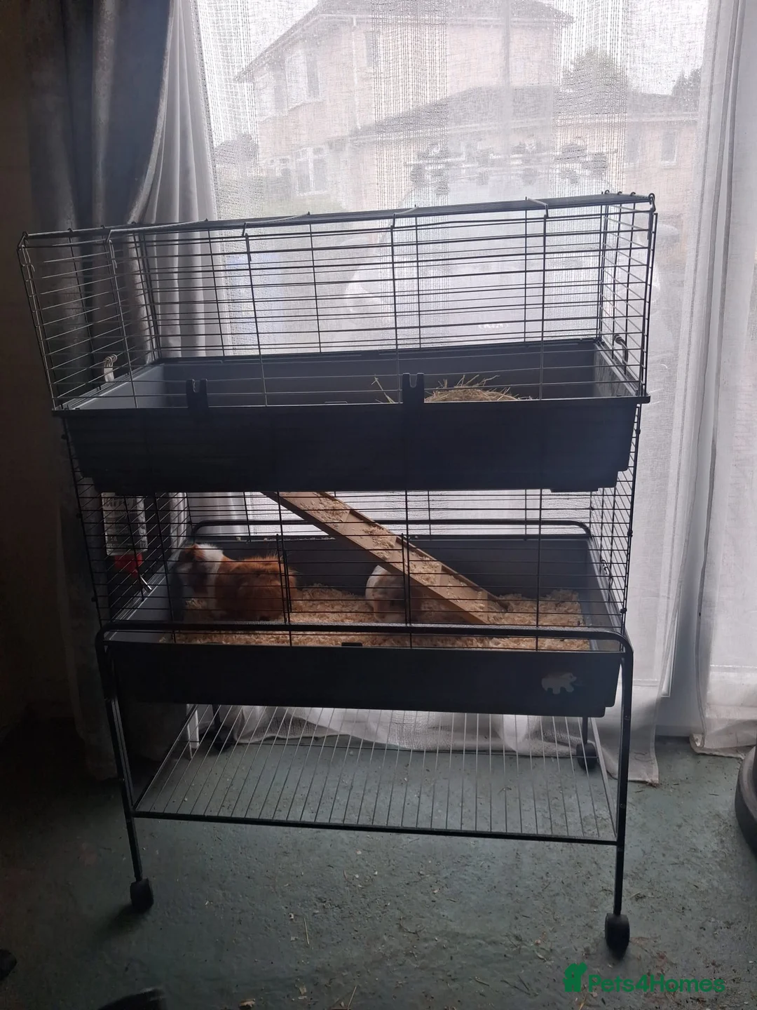 Guinea Pig rodents for sale: 2 female guinea pigs with 2 tier cage and stand  in Glasgow - Advert 1