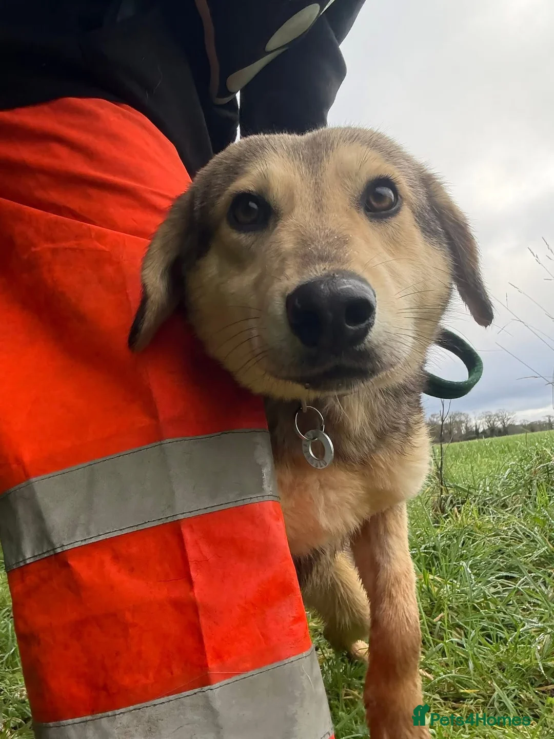 Mixed Breed dogs for adoption: Rollo - Norwich Norfolk  - Advert 1