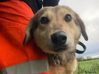 Mixed Breed dogs Rollo - Norwich Norfolk - Advert 12