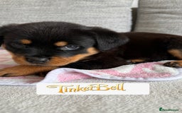 Rottweiler dogs for sale: Stunning chunky Rottweiler puppies - Image 8