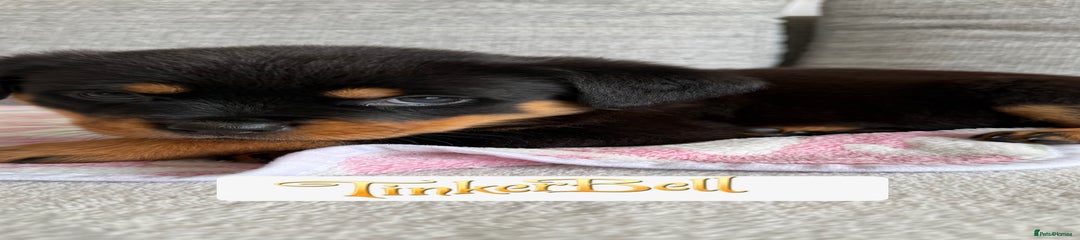 Rottweiler Puppy 1