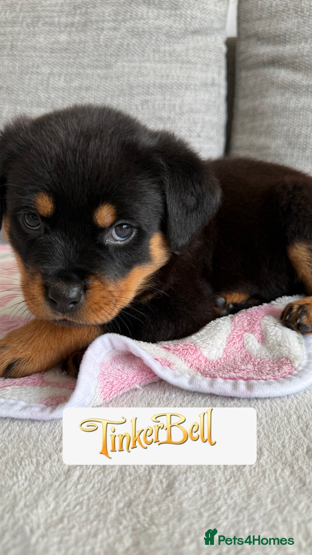 Rottweiler dogs for sale: Stunning chunky Rottweiler puppies - Image 8