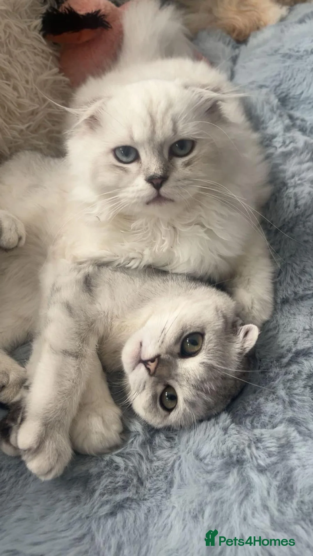 Scottish Fold cats for sale: Scottish Fold Pedigree Male kitten in Horsham - Advert 2