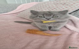British Longhair cats for sale: ACTIVE REGISTERED BLH GIRL, GCCF, PEDIGREE - Image 3