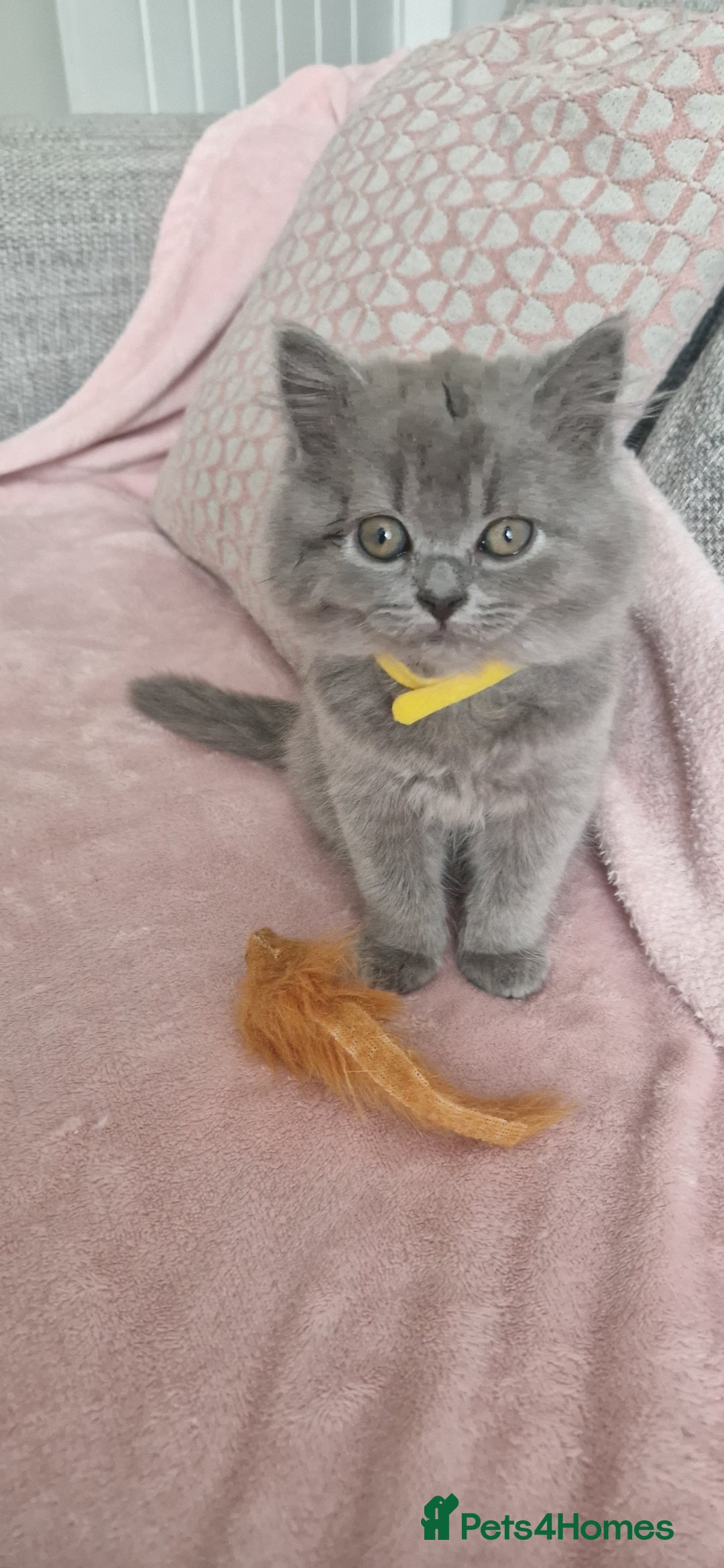 British Longhair cats for sale: ACTIVE REGISTERED BLH GIRL, GCCF, PEDIGREE - Image 3