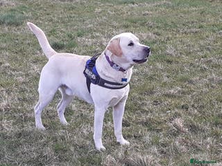 Labrador Retriever dogs "DUKE", our magnificent and well proven stud dog. in West Bromwich - Advert 4