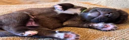 Mixed Breed dogs for sale: Tibetan Saint Puppies - 2nd Generation  - Advert 12