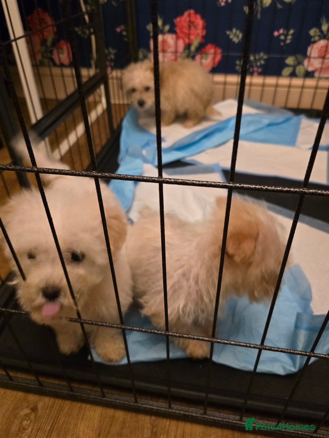 Poochon dogs for sale: Poochon  - Advert 7