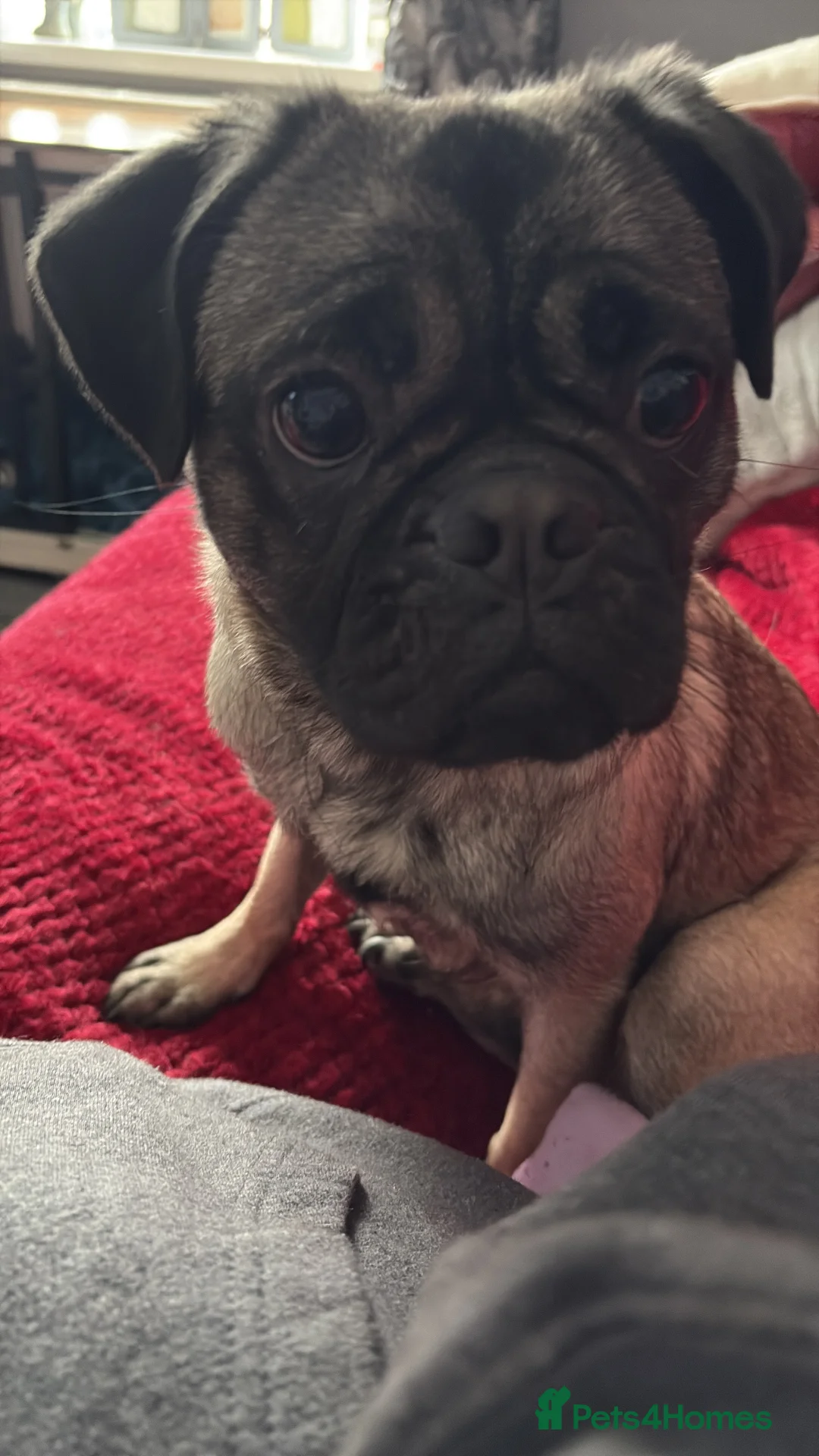 Pug dogs for sale: Young pug for sale  - Advert 1