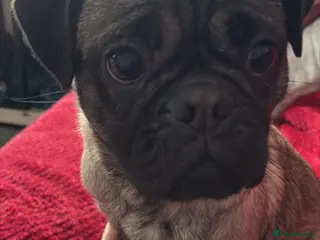 Pug dogs Young pug for sale - Advert 3