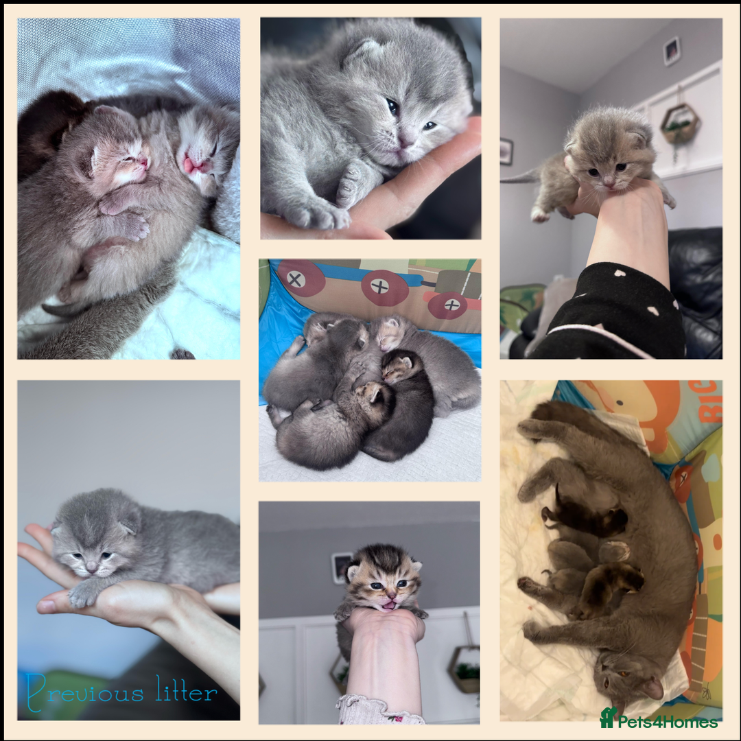 British Shorthair cats for stud: PLEASE READ! Golden BSH with Championship lines in London - Advert 16