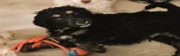 Cockapoo dogs for sale: F1 Remaining beautiful cockapoos - Ready to leave  - Advert 16