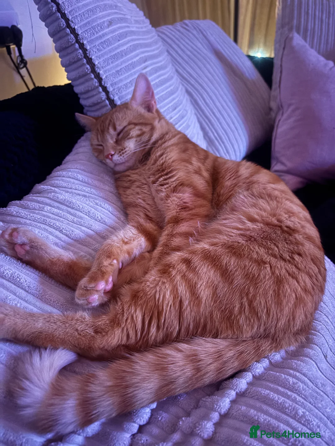 Mixed Breed cats for sale: Male, Max - Advert 4