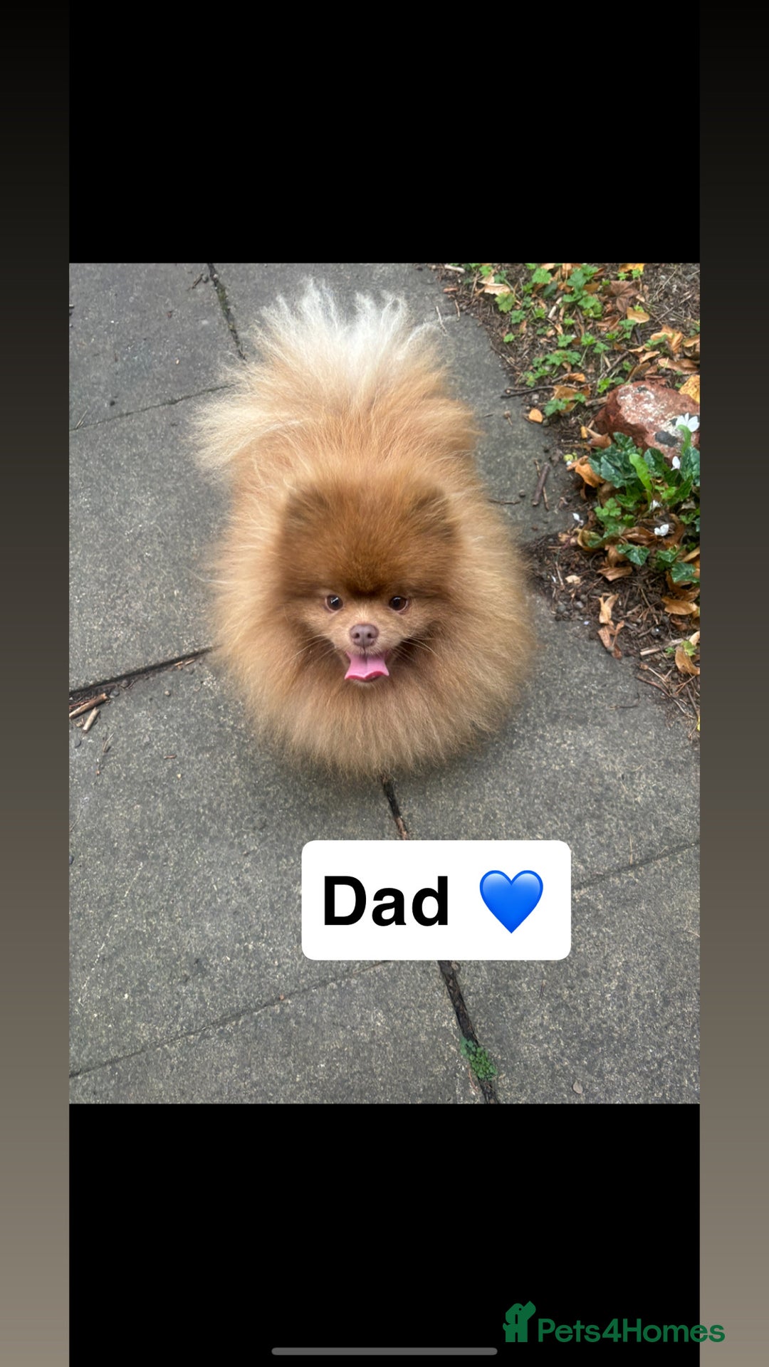 Pomeranian dogs for sale: Cream/tan male teddy pomeranian - Advert 4