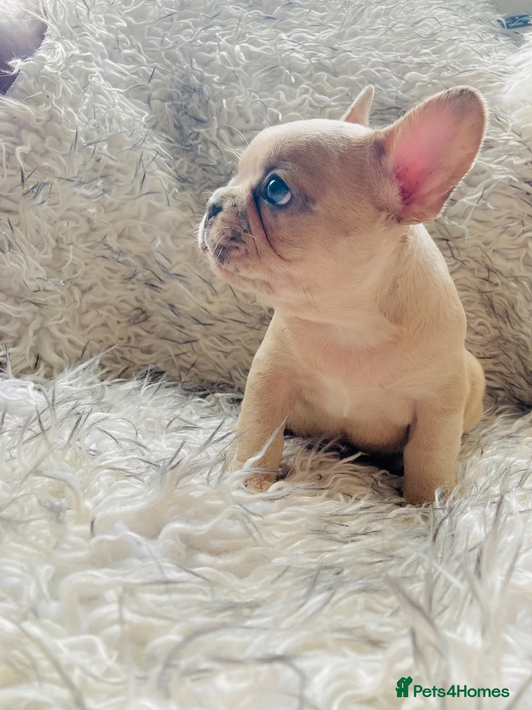 French Bulldog dogs for sale: French Bulldog Puppies - Advert 16