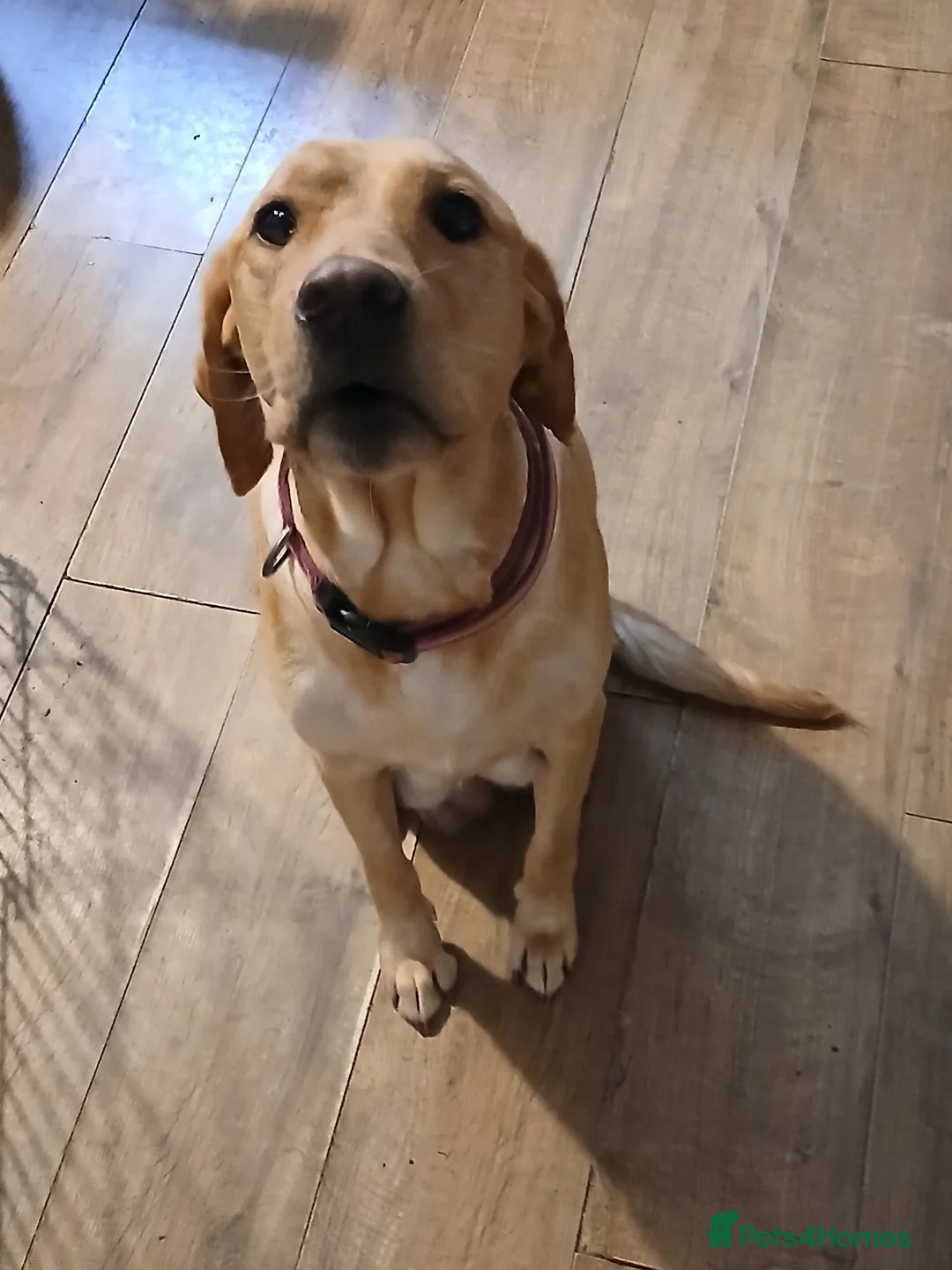 Mixed Breed dogs for sale: Huskador  - Advert 1