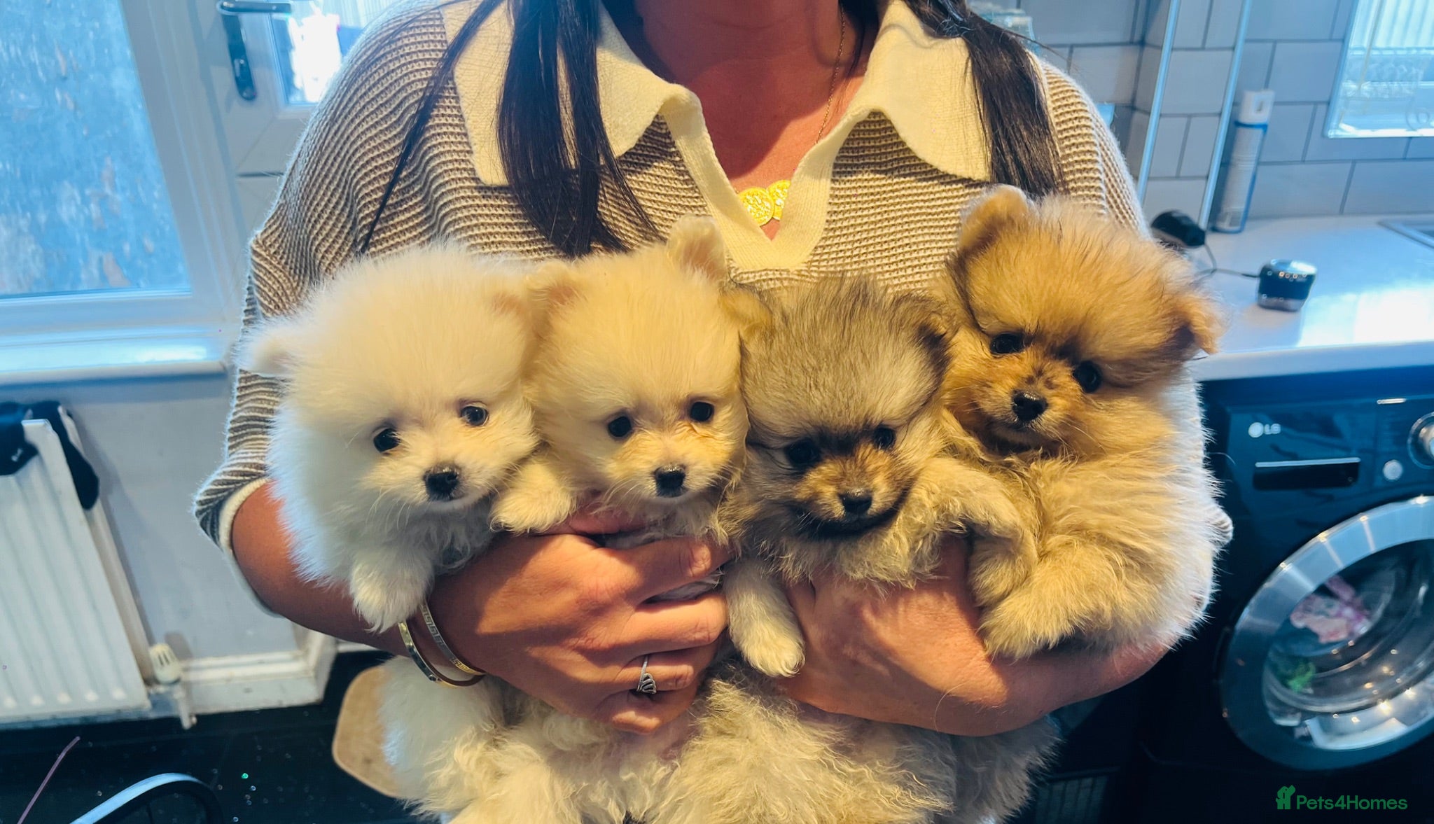 Pomeranian dogs Stunning Pomeranian puppys - Advert 1