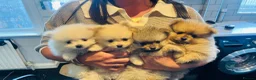 Pomeranian dogs for sale: Stunning boy  Pomeranian puppy - Advert 3