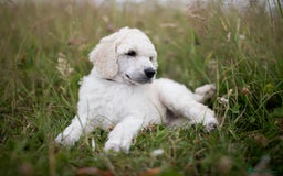 Standard Poodle dogs for sale: It has to be ALL WHITE Standard Poodle Puppies - Image 33