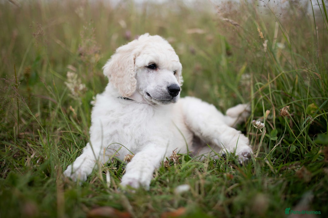Standard Poodle dogs for sale: It has to be ALL WHITE Standard Poodle Puppies - Image 33