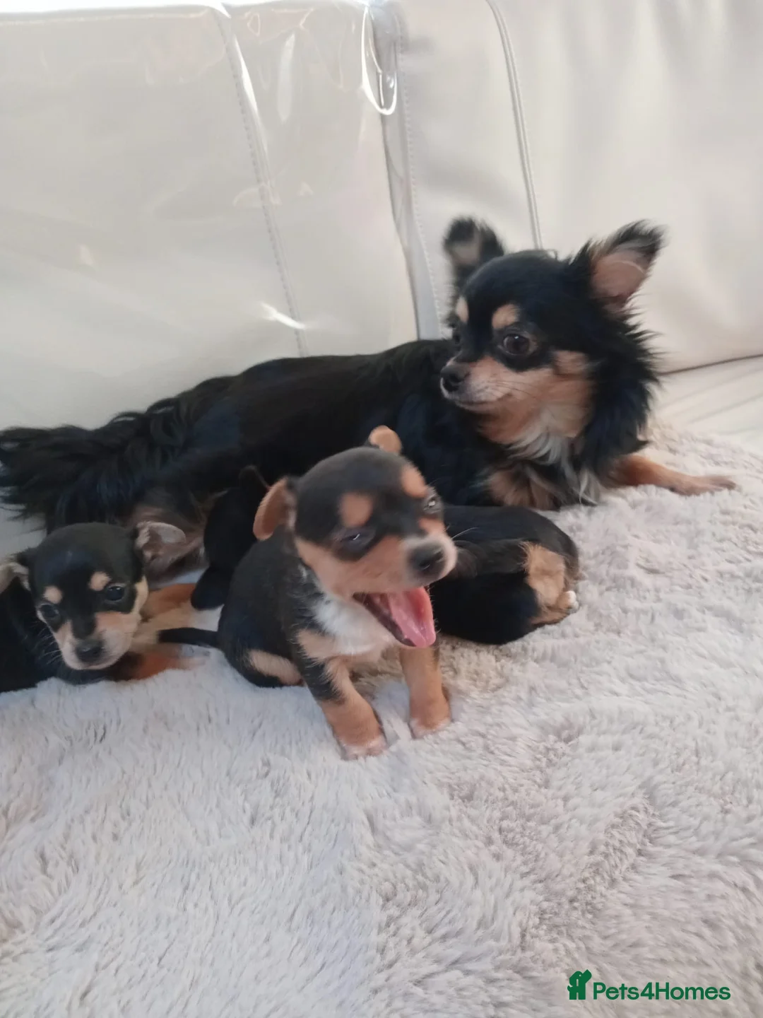 Chihuahua dogs for sale: Male chihuahua puppy  - Advert 1