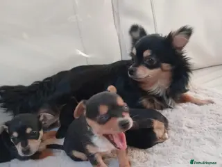 Chihuahua dogs Male chihuahua puppy - Advert 1