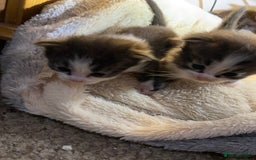 British Shorthair cats for sale: Rag doll cross breads  - Image 9