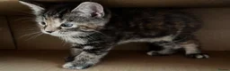 Maine Coon cats for sale: Half Maine coon (Last lady) - Advert 23