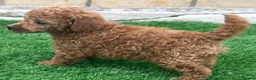 Toy Poodle dogs for sale: Kc red toy poodle puppys - Advert 7