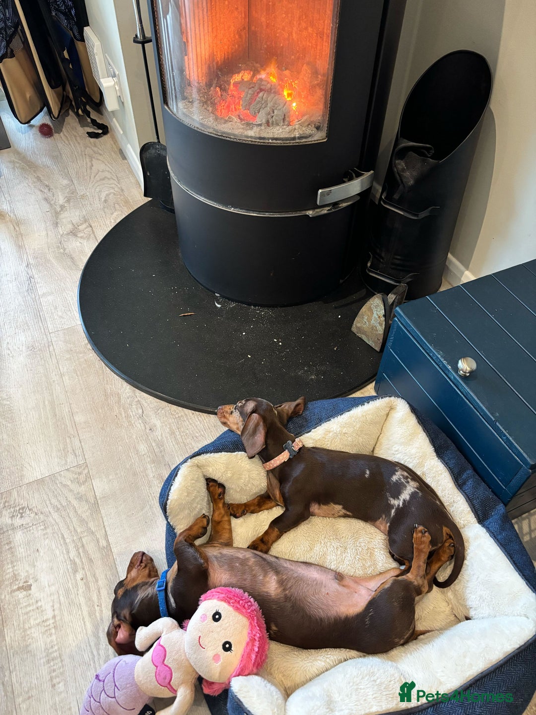 Miniature Dachshund dogs for sale: 💛 Loving Dapple Miniature Dachshund Pair 💛 - Image 6