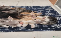 Mixed Breed cats for sale: Gorgeous mixed breed kittens for sale  - Image 3