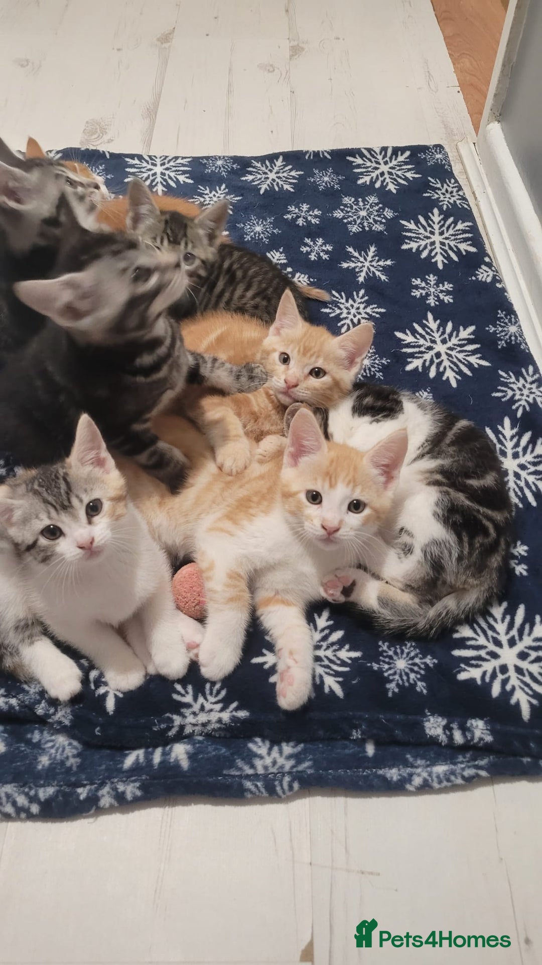 Mixed Breed cats for sale: Gorgeous mixed breed kittens for sale  - Image 3