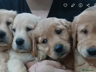 Golden Retriever dogs Ready to leave Chunky KC golden retriever - Advert 2