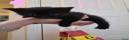 Mixed Breed cats for sale: Adorable black and black and grey tabbys.  in Somerton - Advert 6
