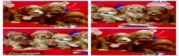 Cavapoo dogs for sale: 🐶 stunning F1B Cavapoos🐶 - Advert 1