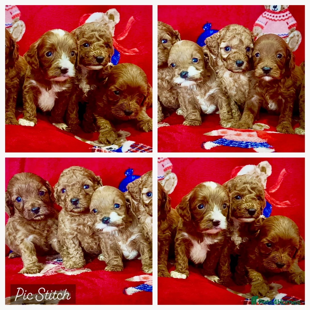 Cavapoo dogs for sale: 🐶 stunning F1B Cavapoos🐶 - Advert 1