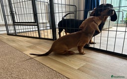 Miniature Dachshund dogs for sale: Miniature Dachshund Pups  in Banbury - Image 28