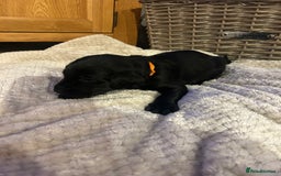 Labrador Retriever dogs for sale: Black Labrador Puppies  - Image 9